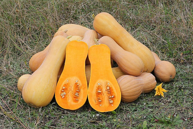 butternut squash