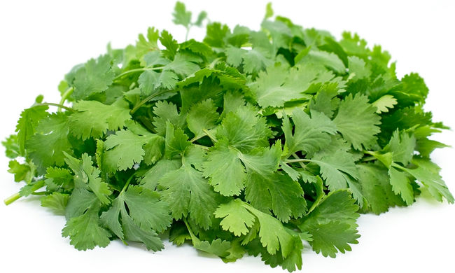 معادل گشنیز در انگلیسی Cilantro