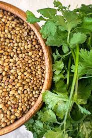 معادل تخم گشنیز در انگلیسی Coriander