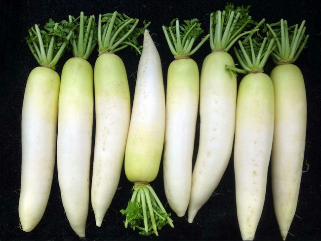 معادل ترب سفید به انگلیسی Daikon